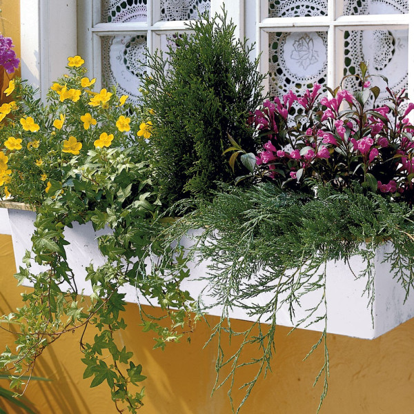 Compoziție de 6 plante pentru balcon
