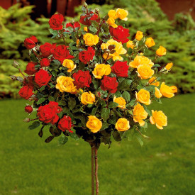 Trandafir cu tulpină înaltă, bicolor
