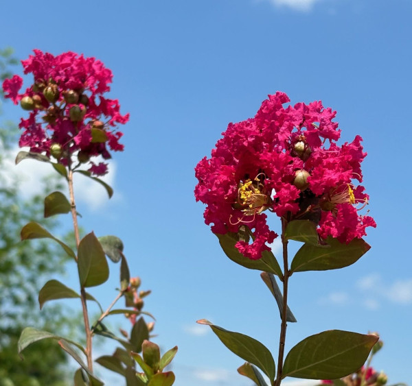 Liliac indian roșu