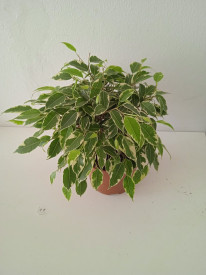 Ficus benjamina cu frunze variegate