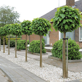 Catalpa glob