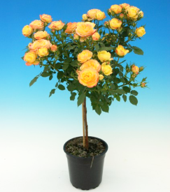 Trandafir cu tulpină înaltă galben Terrazza