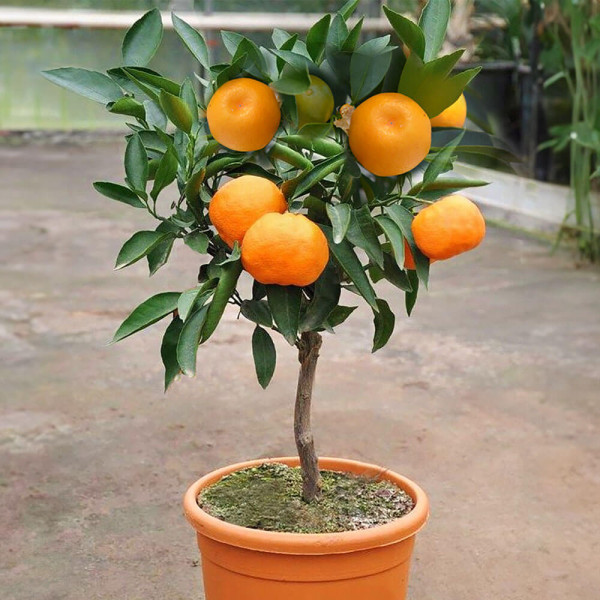 Mandarin Satsuma