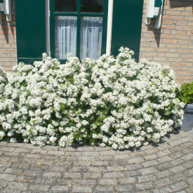 Floare de portocal mexican 