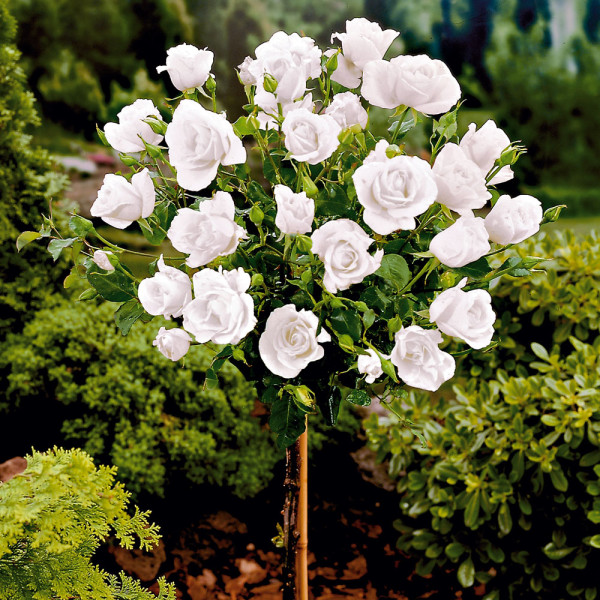 Trandafir cu tulpină înaltă, alb