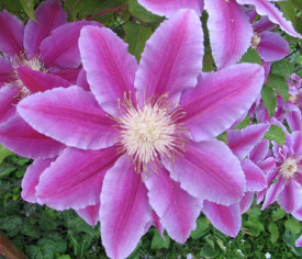 Clematită Piilu