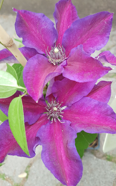 Clematită Etoile de Malicorne