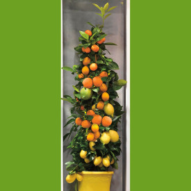 Citric trio Amalfi, columnar