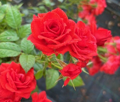 Trandafir cu tulpină înaltă roșu-portocaliu, în ghiveci