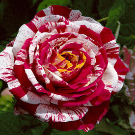 Trandafir Best Impression