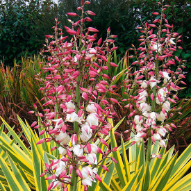 Yucca Bright Edge