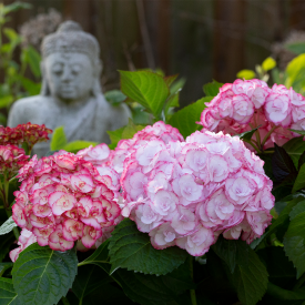 Hortensie Angelika cu flori duble