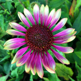 Echinacea Green Twister (3 buc)