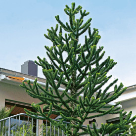 Araucaria