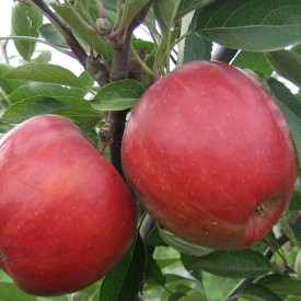 Măr Braeburn