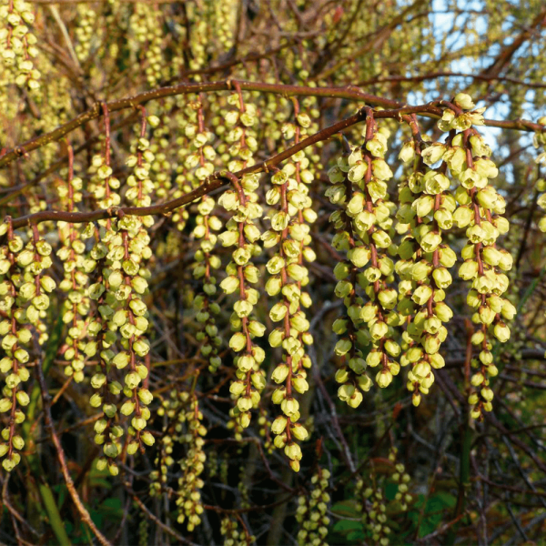 Stachyurus chinensis Celina