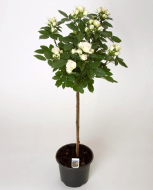 Trandafir cu tulpină înaltă alb, Terrazza 