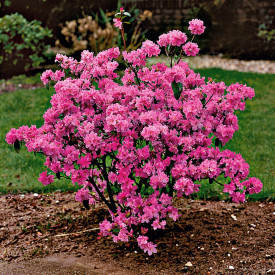 Rhododendron