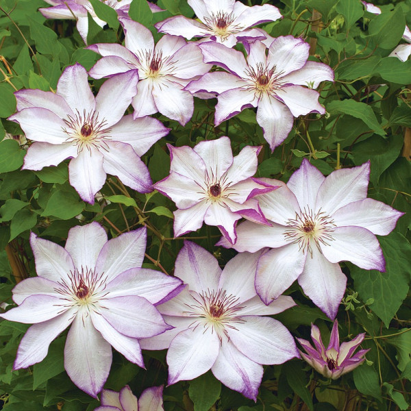 Clematită Omoshiro