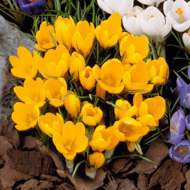 Crocuși cu flori galben-aurii (20 buc)