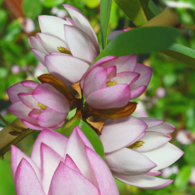 Magnolie parfumată Fairy Blush, roz 