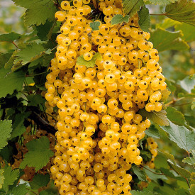 Coacăz Champagner, tufă