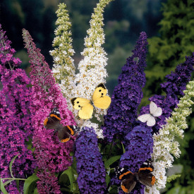 Liliac de vară Tricolor