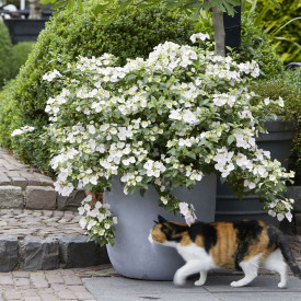 Hortensie Runaway Bride