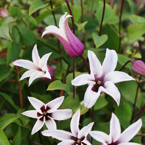 Clematită Princess Kate