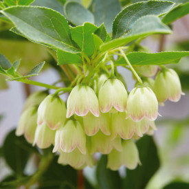 Enkianthus Prettycoat