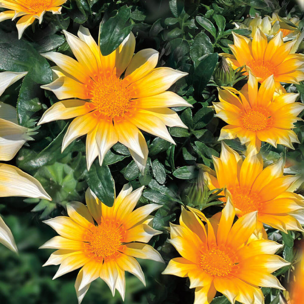 Gazania Sunny-Side Up (3 buc)