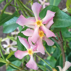 Iasomie stelată Pink Toscane