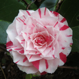 Camelia Bonomiana