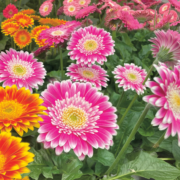 Gerbera Sweet Fiesta roz-albă (3 buc)