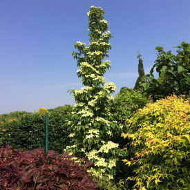 Corn japonez columnar Flower Tower 