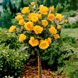 Trandafir cu tulpină înaltă, galben 