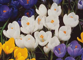 Crocuşi cu flori mari albi (20 buc)