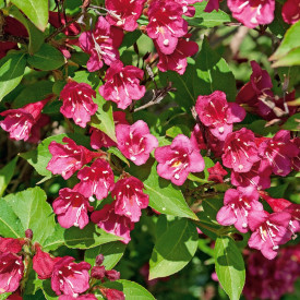 Weigela Bristol Ruby