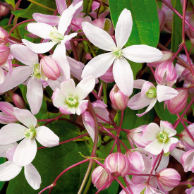 Clematită Apple Blossom