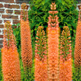 Eremurus Pinoccio