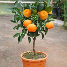  Mandarin Satsuma