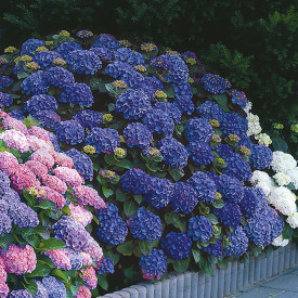 Hortensie Jip Blue