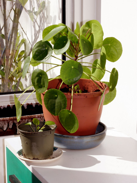 Pilea