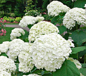 Hortensie Annabelle