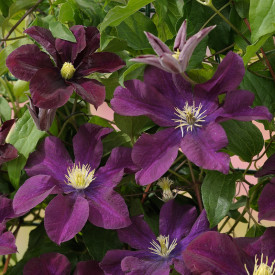 3 Clematite